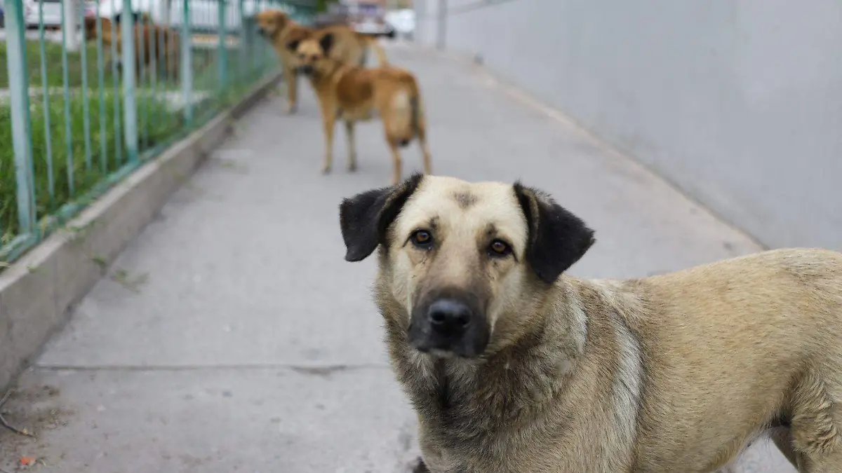 Perros (2)