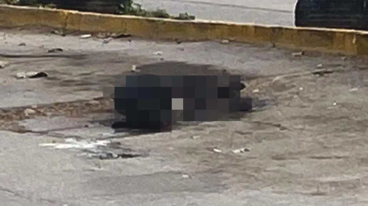 envenenamiento masivo de perros en SGS (1)