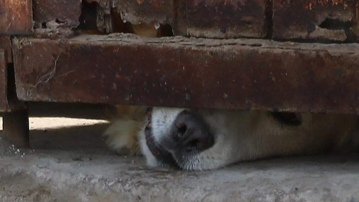 Rescate de Perros RS (4)