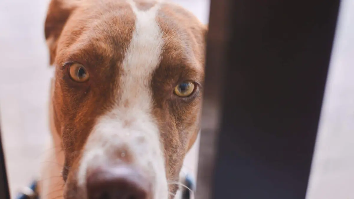 Perros Perritos (1)
