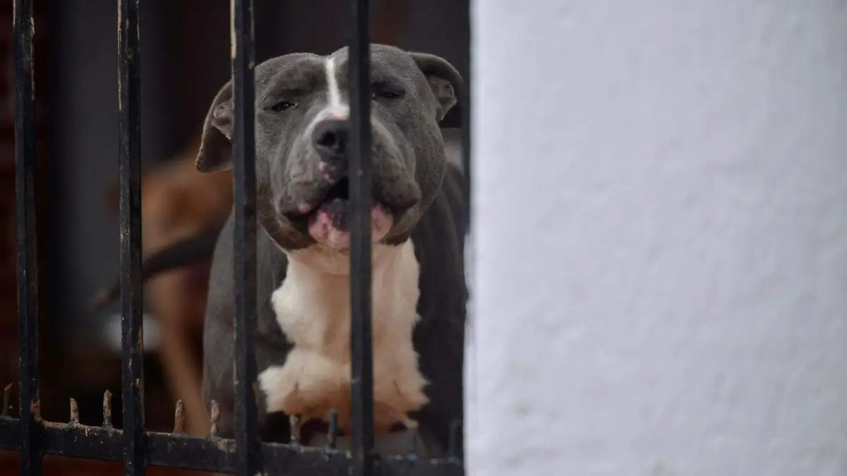 perritos maltratados (1)