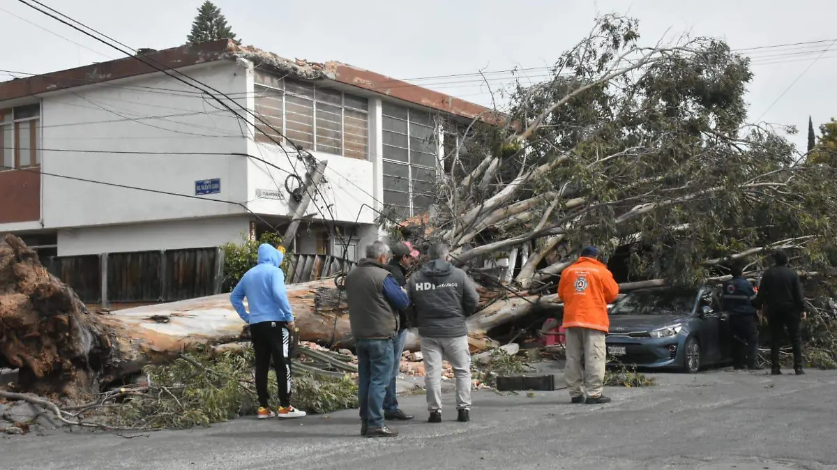 caída de árbol por los fuertes vientos en SLP