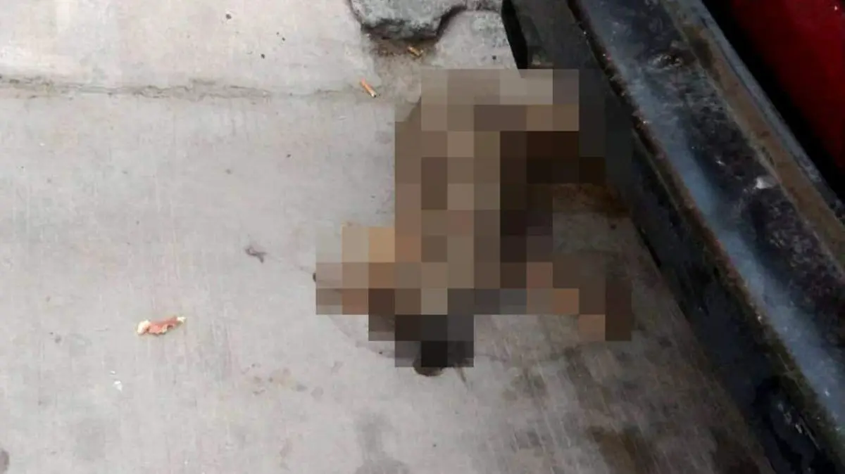 envenenamiento masivo de perros en SGS (2)