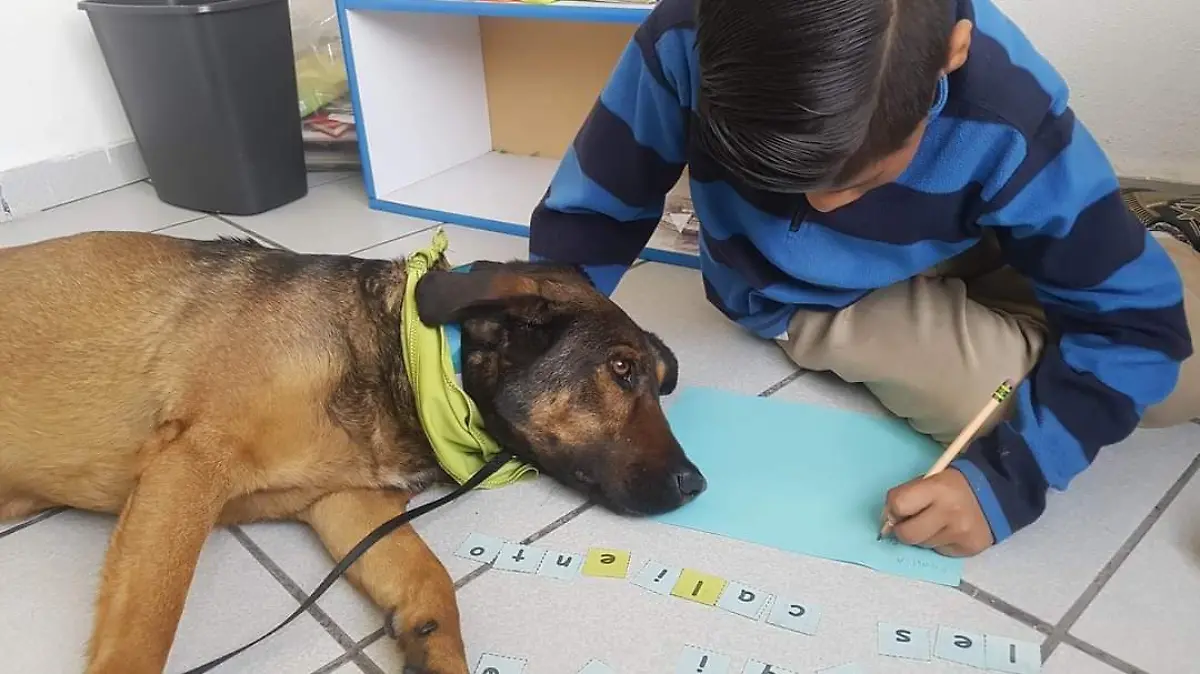 Terapia asistida con perros (3)