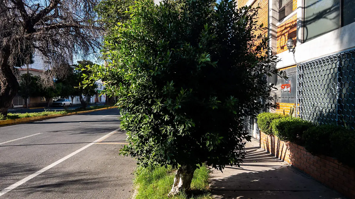 Árboles en banquetas (2)