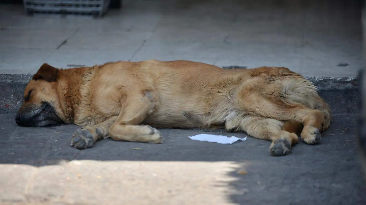 Albergue Animal Gratuito (2)