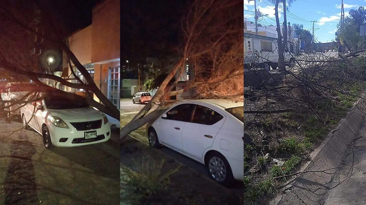 viento tumba arboles