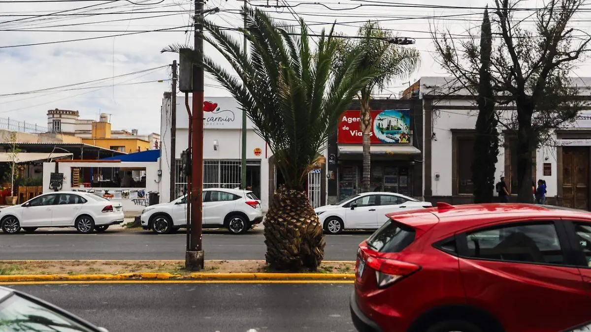 palmeras de avenida Carranza (4)