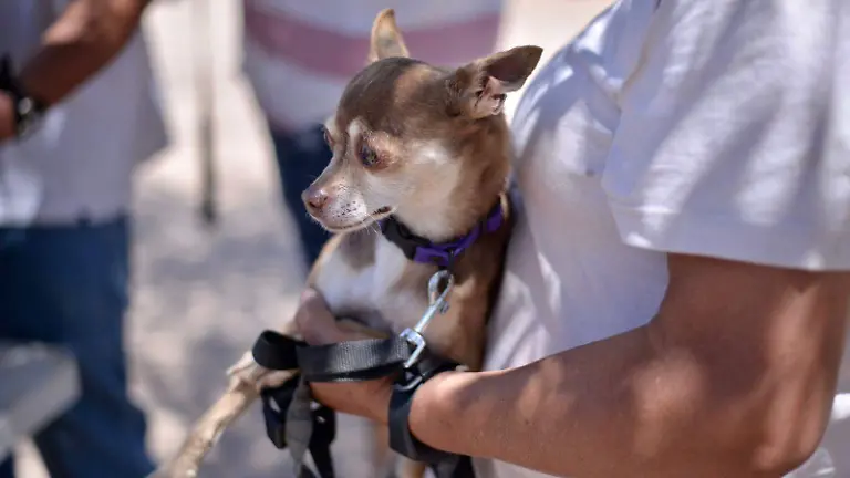 Jornada de Vacunación Antirrábica (2)