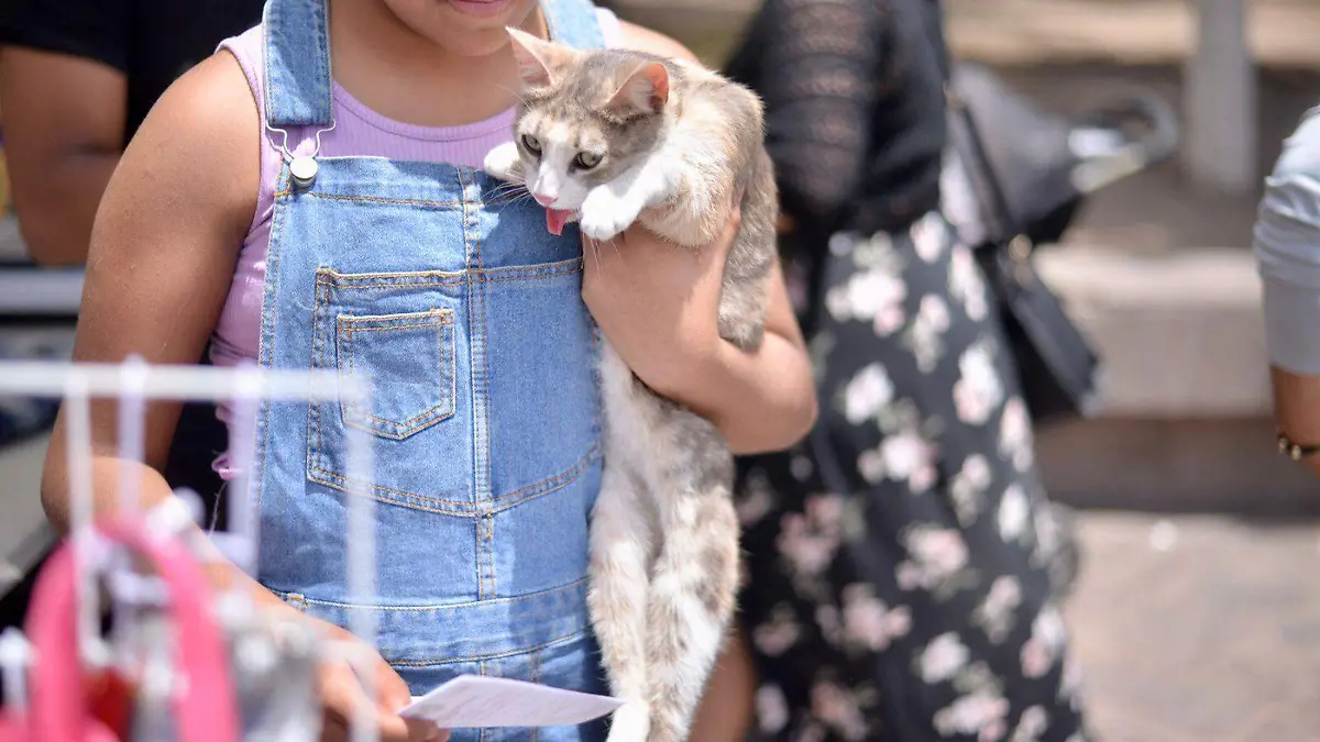 Vacunación gatos (1)