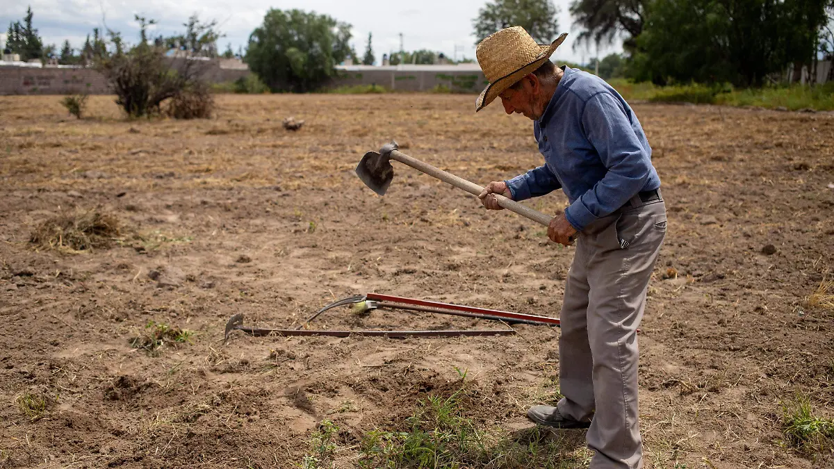Agricultura en Soledad (3)