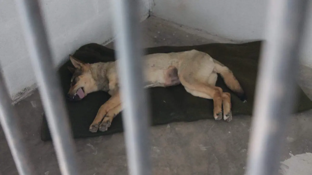 Rescate de Perros RS (2)