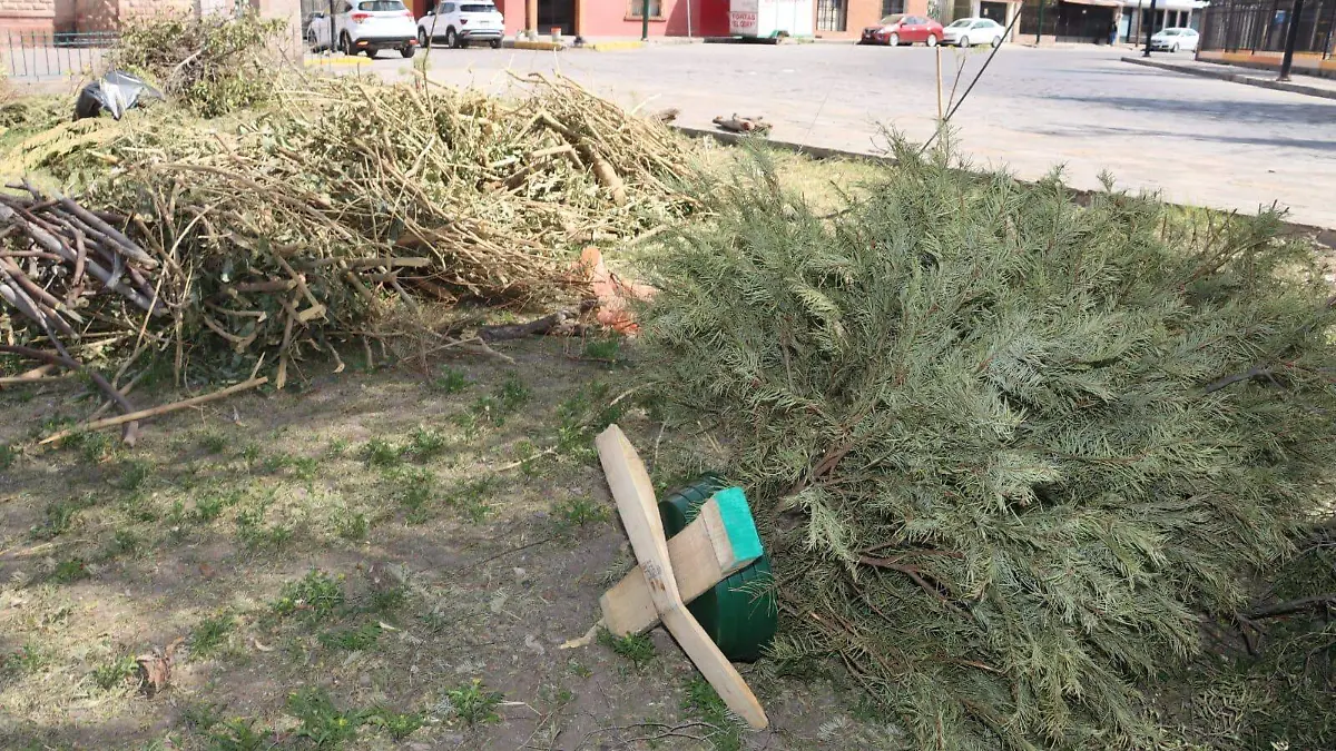 recolección de pinos navideños (2)