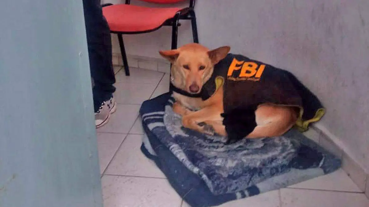 Perrito guero de la UASLP  (7)