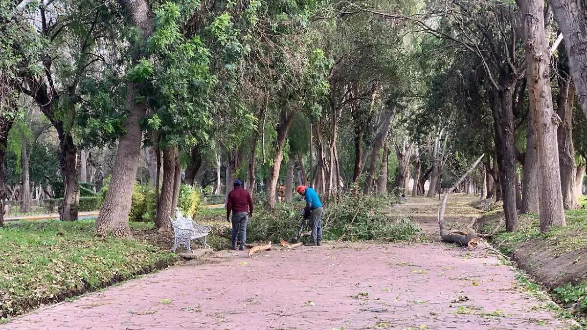 arboles caidos en el trangamanga