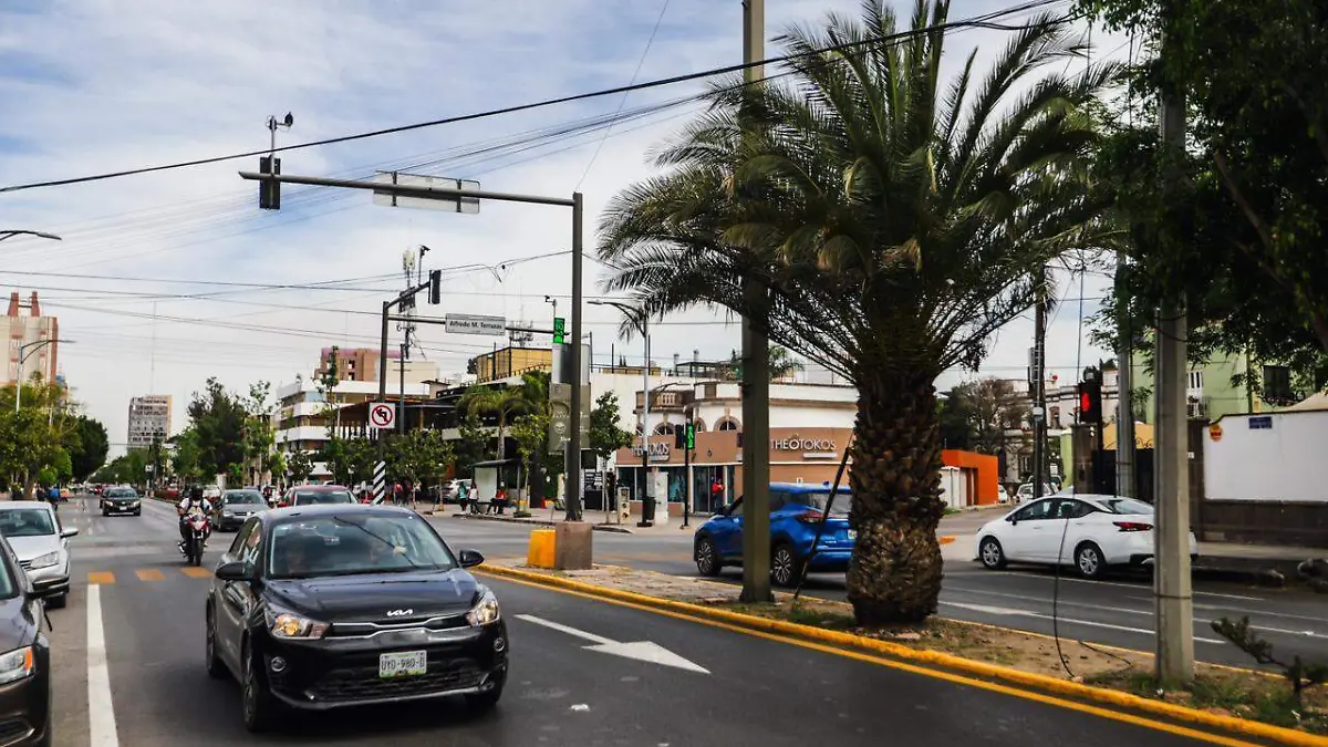 palmeras de avenida Carranza (3)
