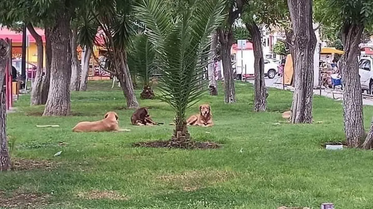 Perros atacan a niña en la Industrial aviación