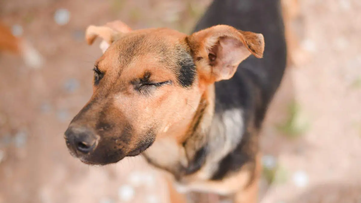 Ambudog, mascotas, perros (3)