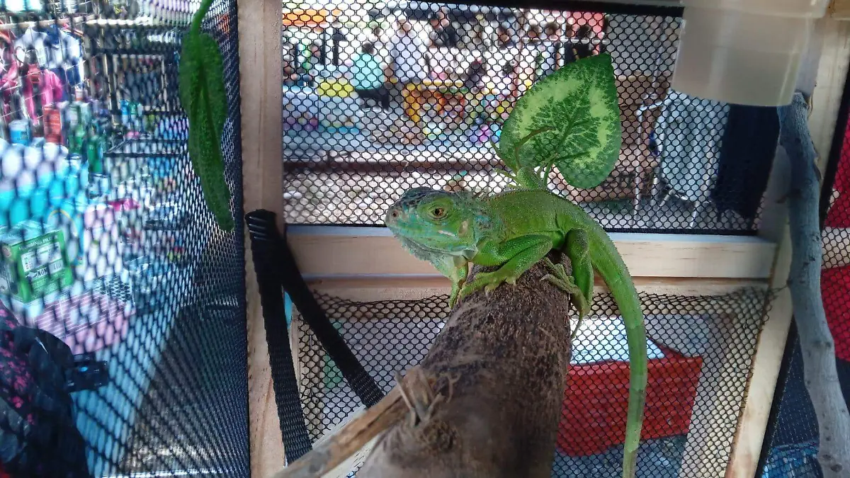 venta clandestina de animales (4)