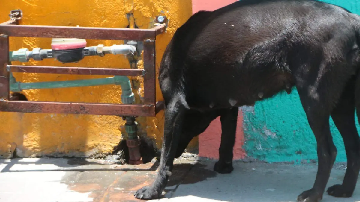 Rescate de Perros RS (3)