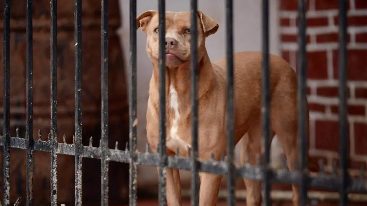 perritos maltratados (2)