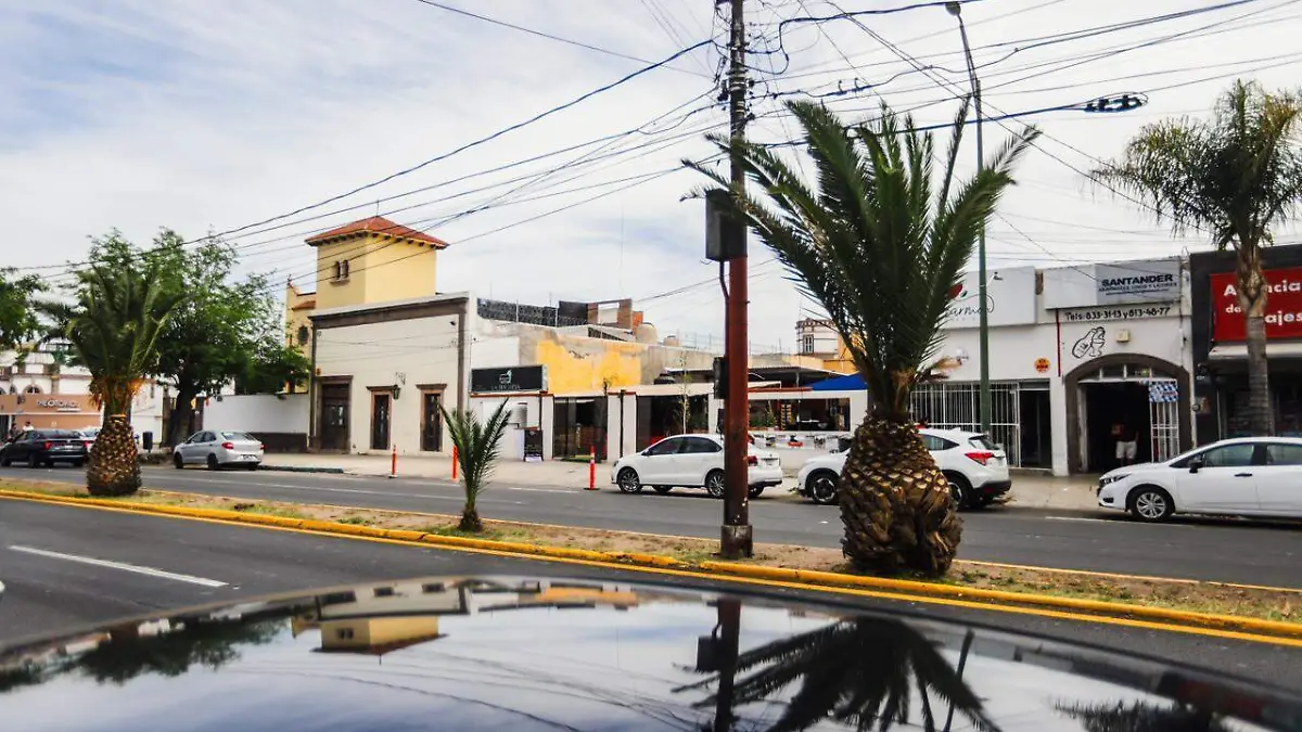 palmeras de avenida Carranza (1)