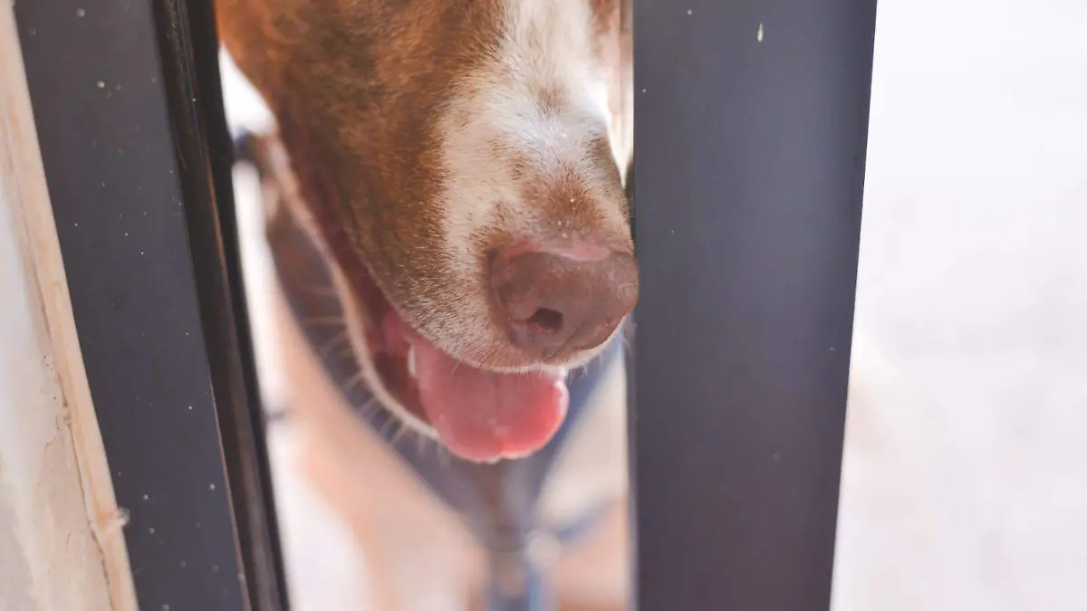 Perros Perritos (4)
