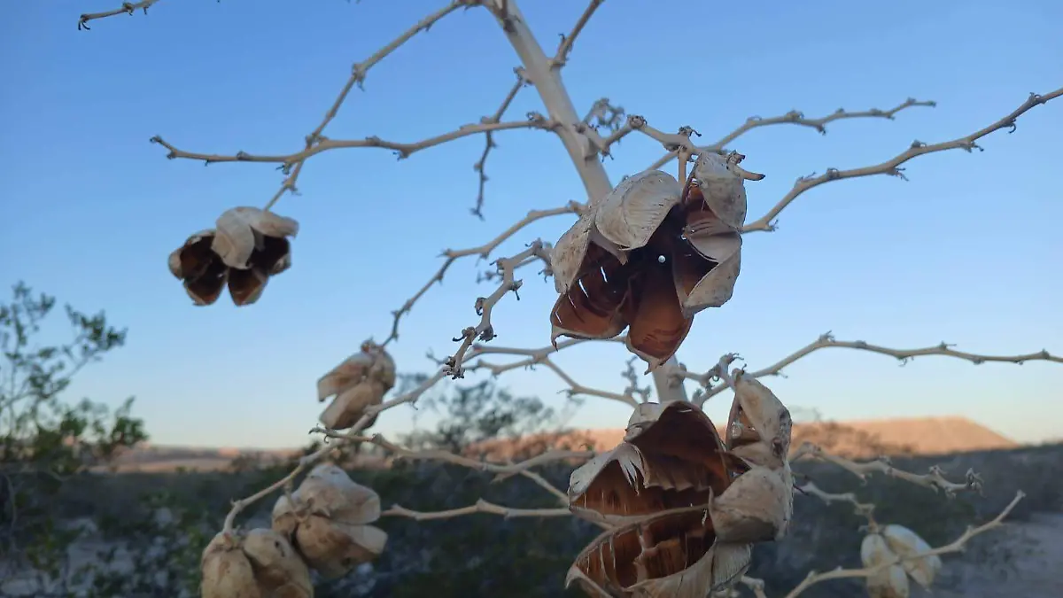 desierto en Texas (5)