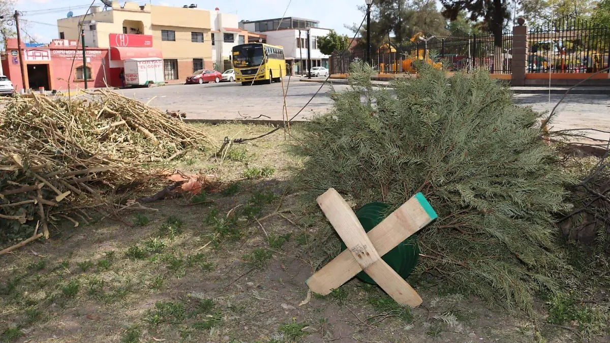 recolección de pinos navideños (3)
