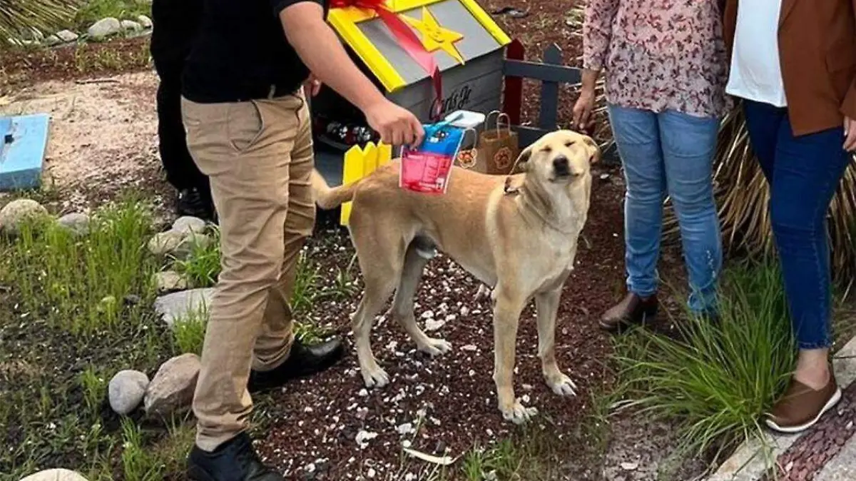 Perrito guero de la UASLP