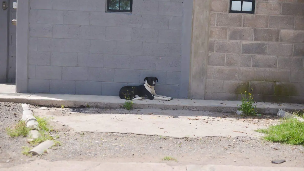 Perros Perritos (2)