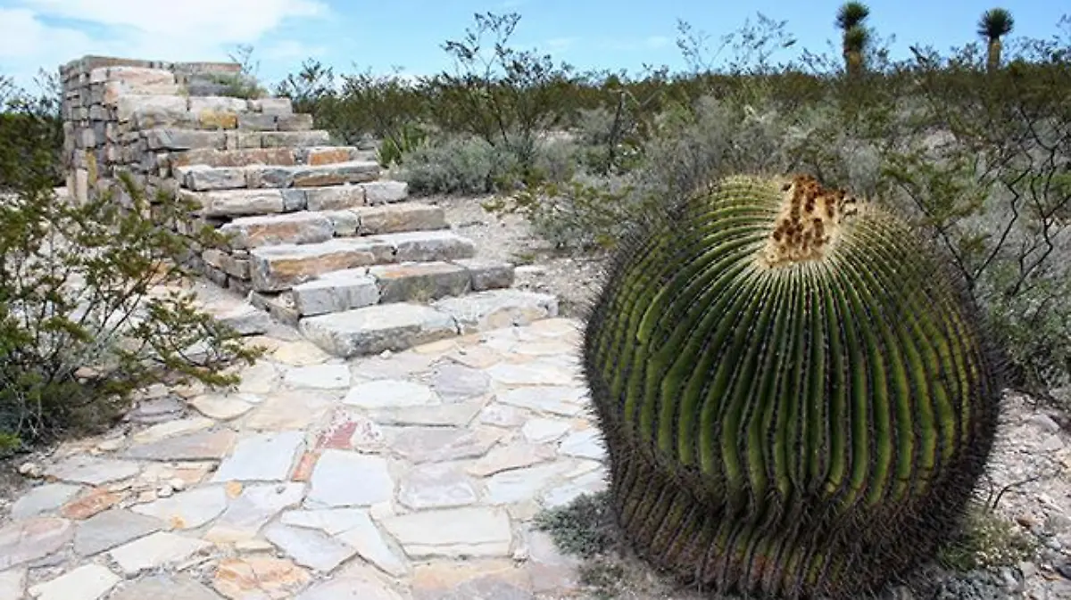 Museo del Desierto (5)