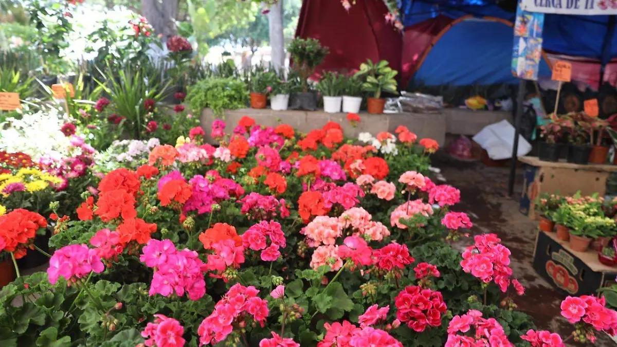 feria de las flores (8)
