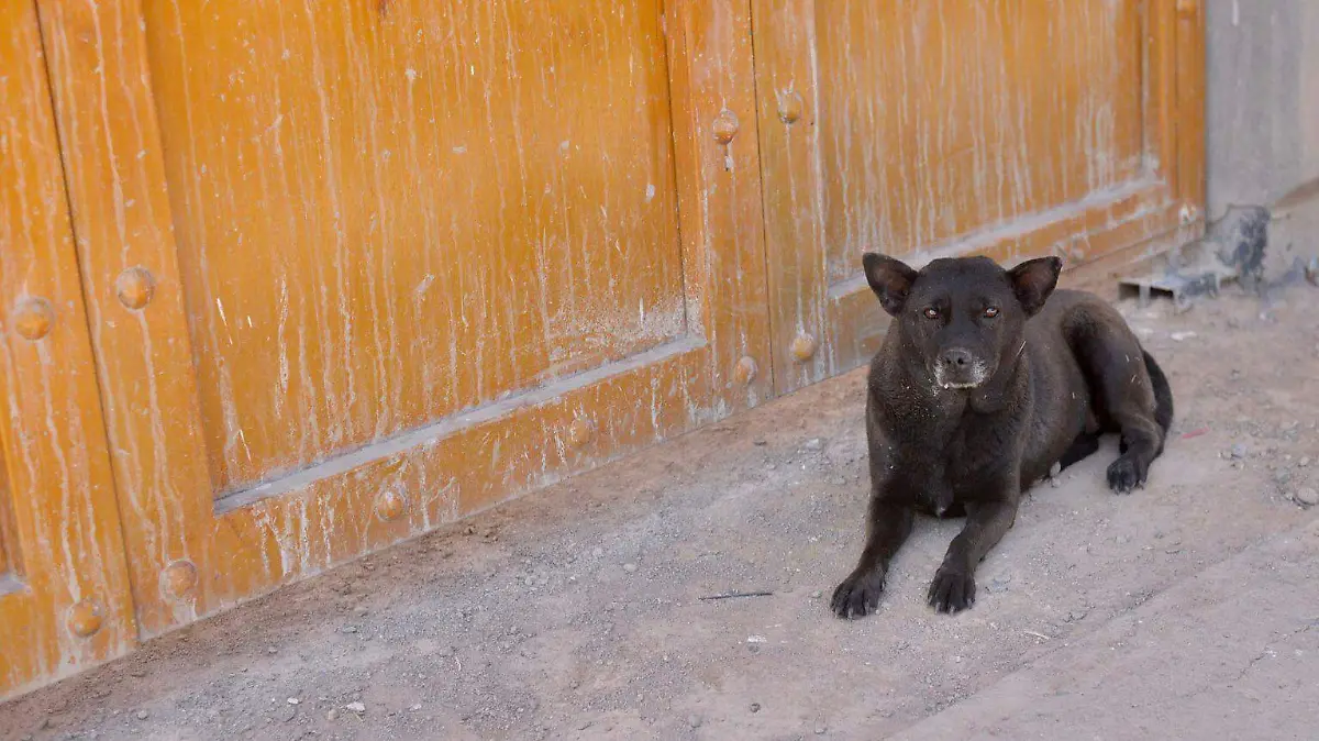 perro perros de la calle callejeros perritos suaves lomitos 3