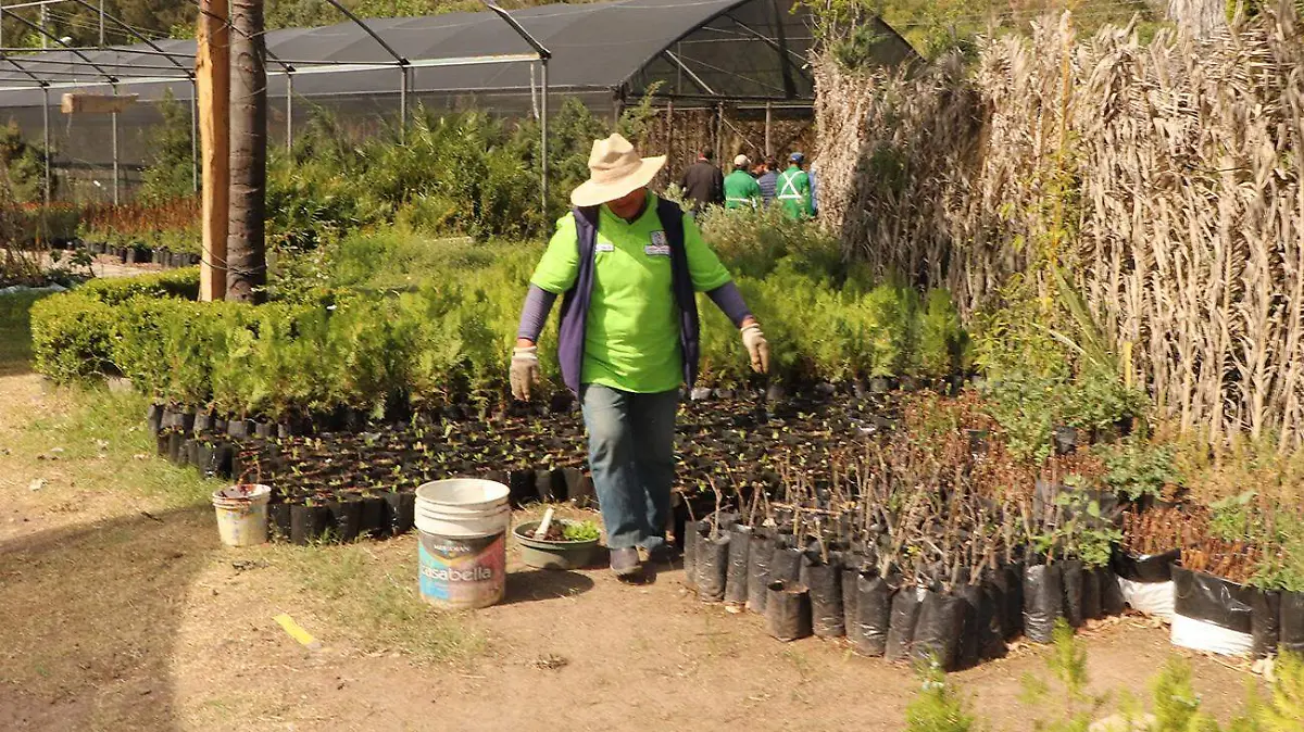 INTENSIFICA AYUNTAMIENTO DE SLP ACCIONES DE REFORESTACIÓN 2