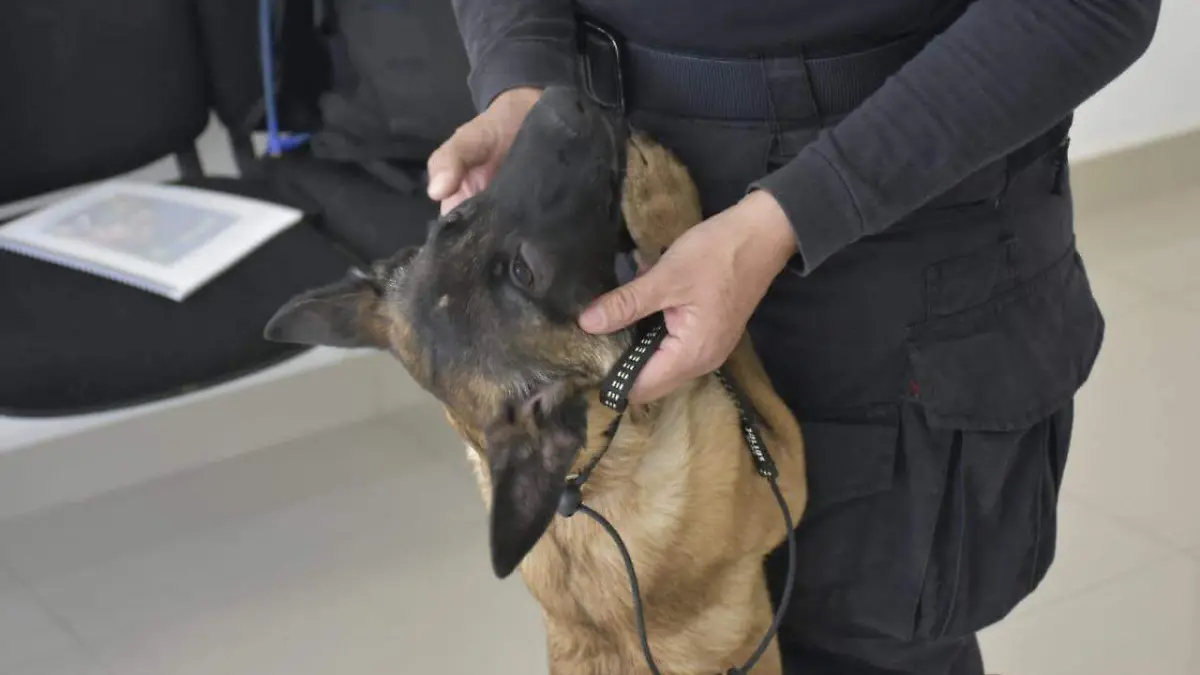 binomios caninos (14)