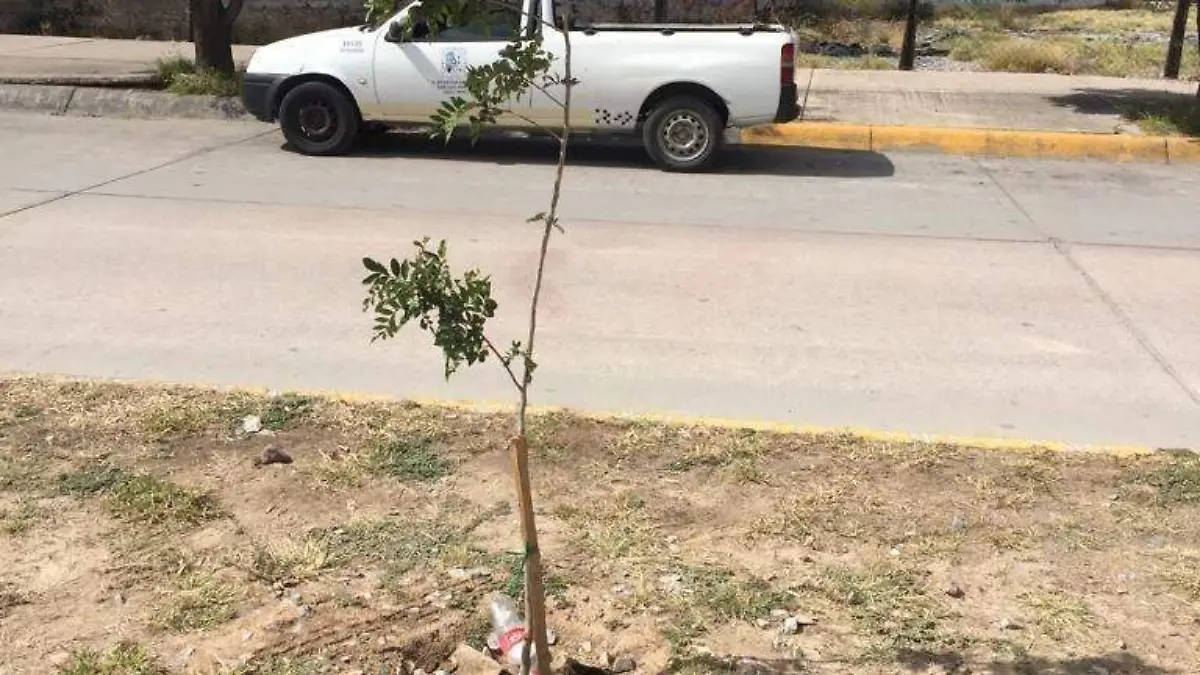 Arrancan arbolitos recién plantados 