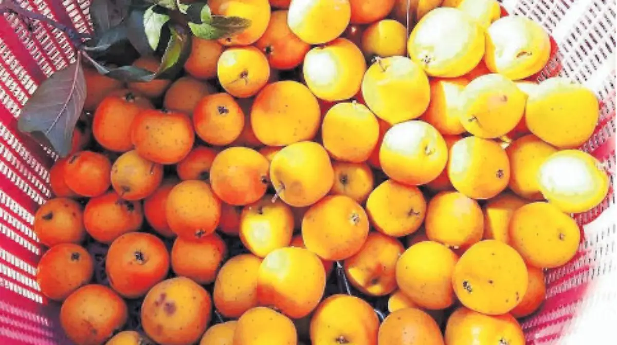 Tejocote, ingrediente escencial del ponche