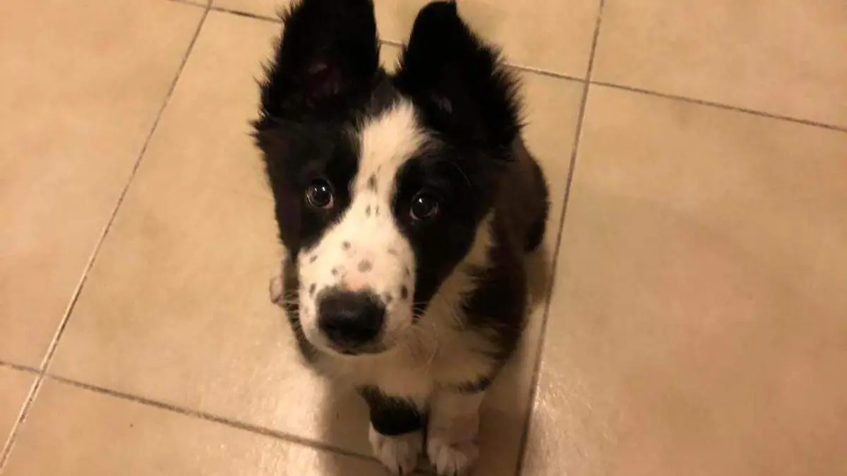 perro