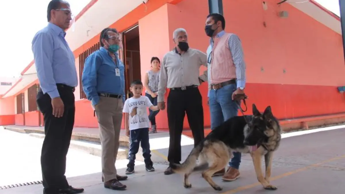perros perro de soledad escuela