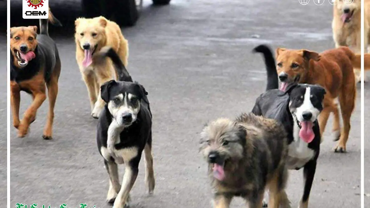 perritos