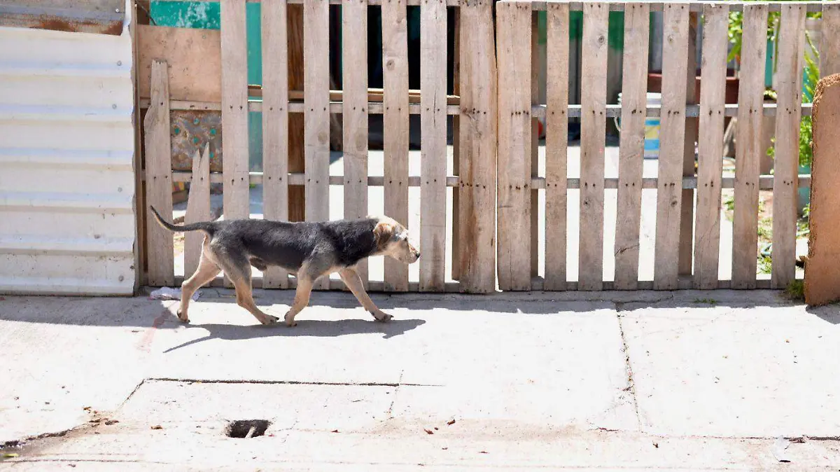 Perros  perrros callejeros