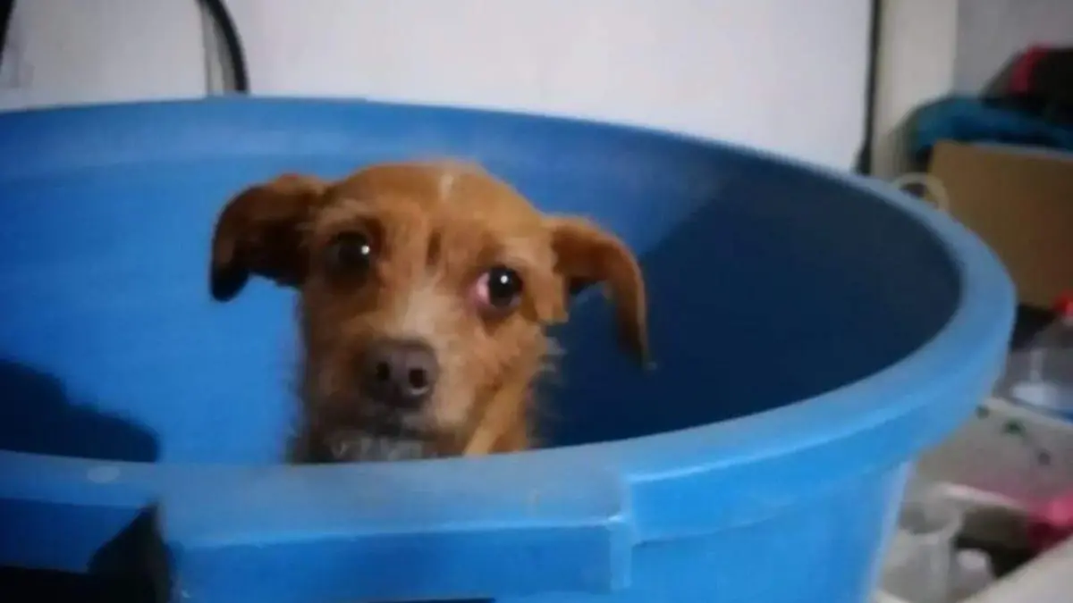 perrito La Moka perrita en San Luis Potosí