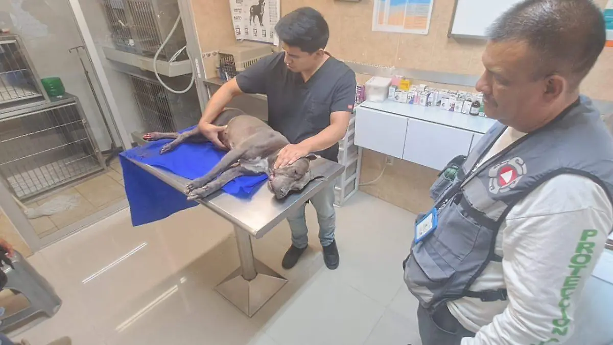 Rescate de perrito en SGS