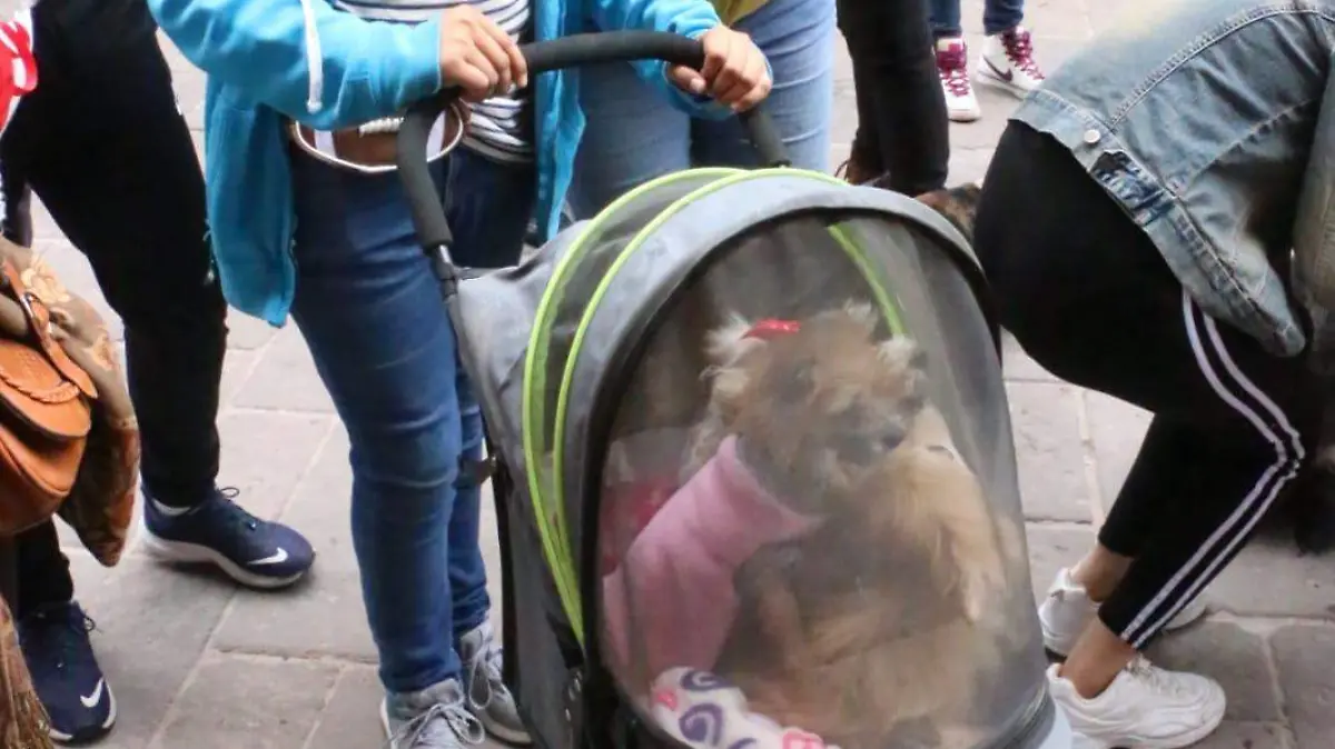 Festividades del Santo de Asís