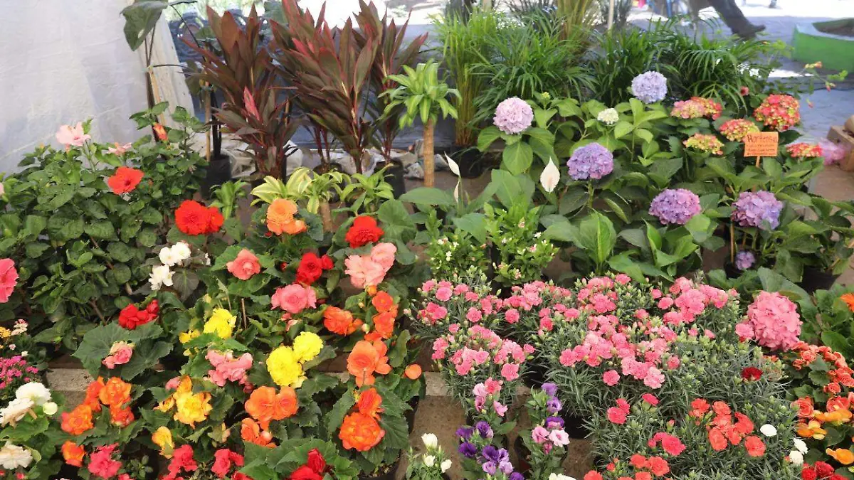 feria de las flores  (16)