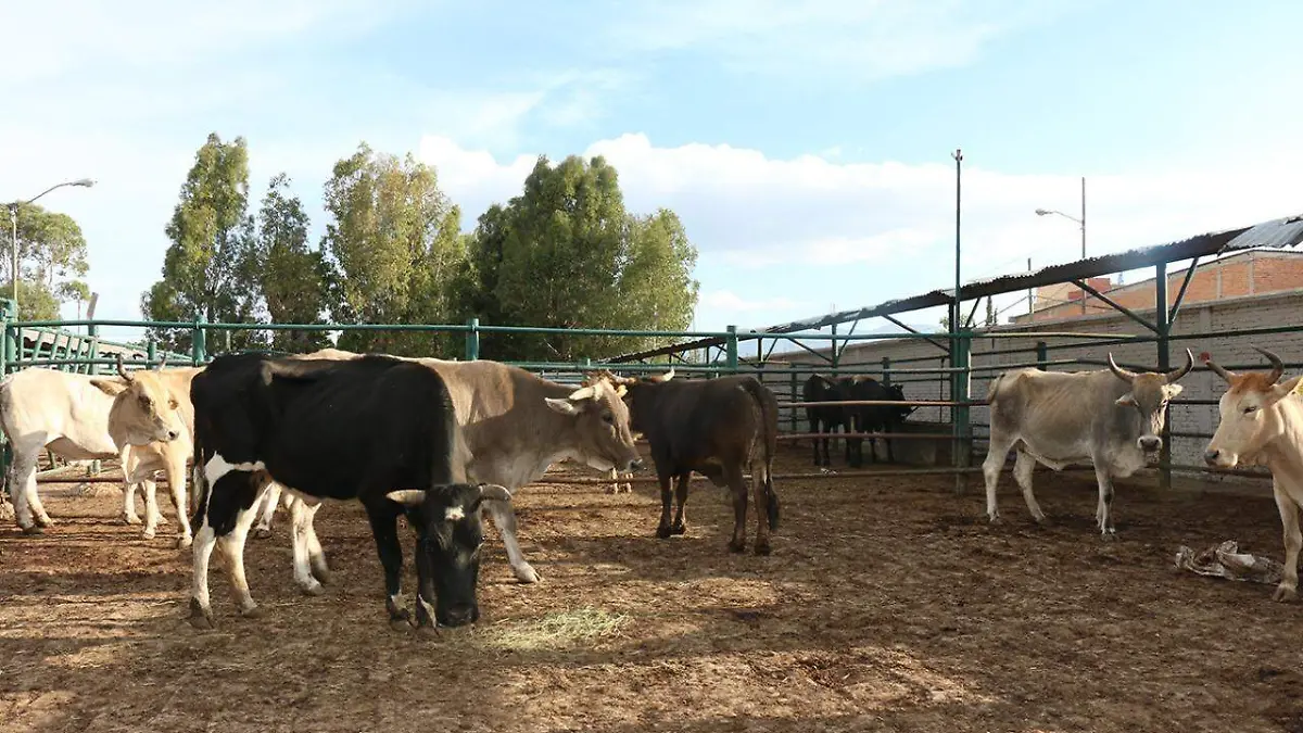 vacas