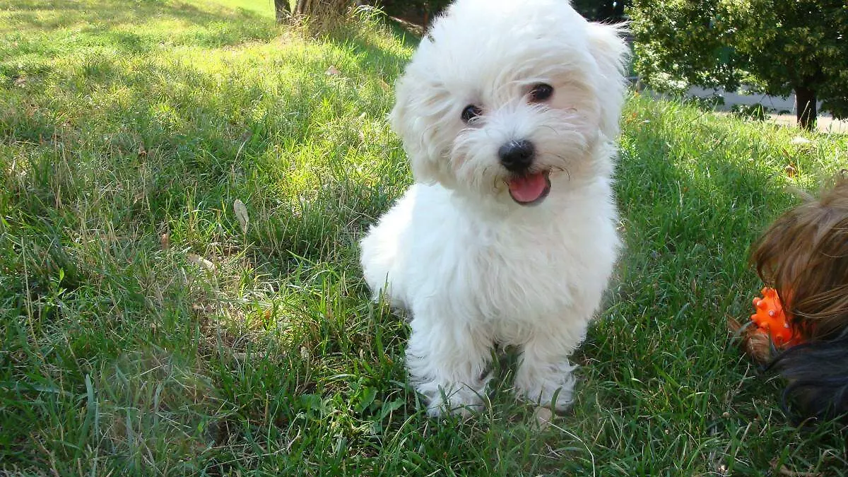 pxhere perrito