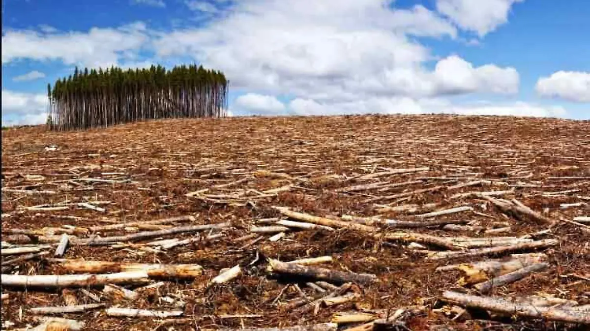 deforestación