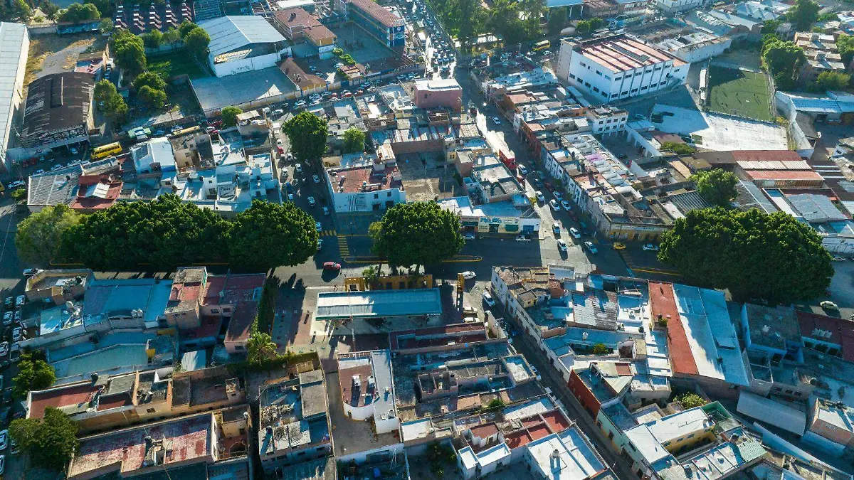 Árboles en ciudad de SLP